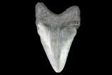 Juvenile Megalodon Tooth - Georgia #101341-1